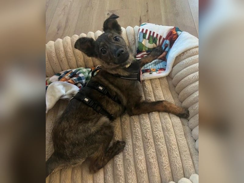 WINNIE - zauberhafter Hundejunge sucht sein Für-Immer-Zuhause