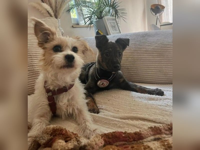 WINNIE - zauberhafter Hundejunge sucht sein Für-Immer-Zuhause