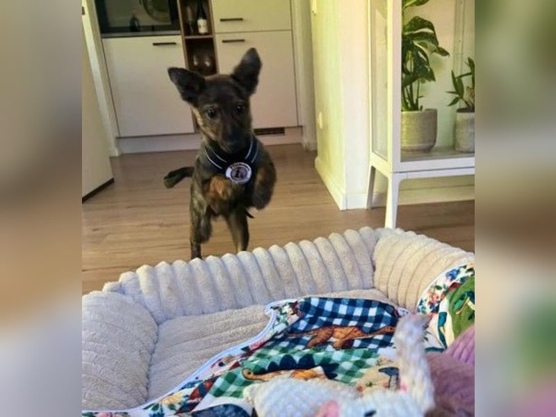 WINNIE - zauberhafter Hundejunge sucht sein Für-Immer-Zuhause