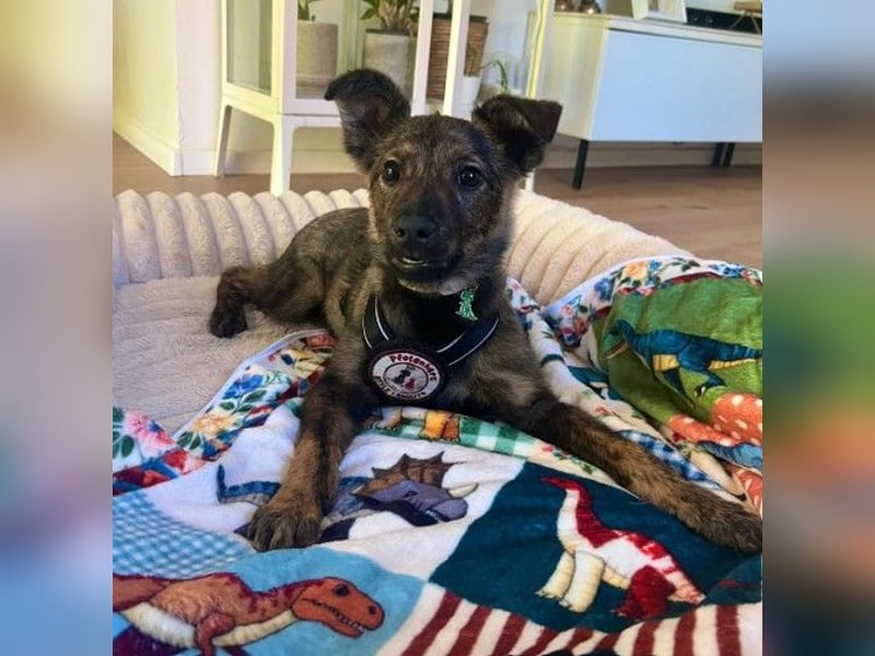WINNIE - zauberhafter Hundejunge sucht sein Für-Immer-Zuhause