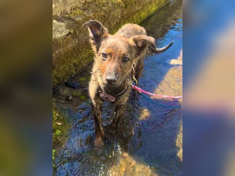 WINNIE - zauberhafter Hundejunge sucht sein Für-Immer-Zuhause