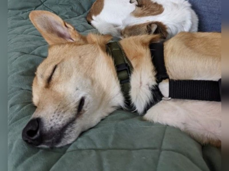 AURELL - fröhlicher Begleiter mit großem Herz