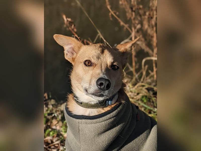 AURELL - fröhlicher Begleiter mit großem Herz