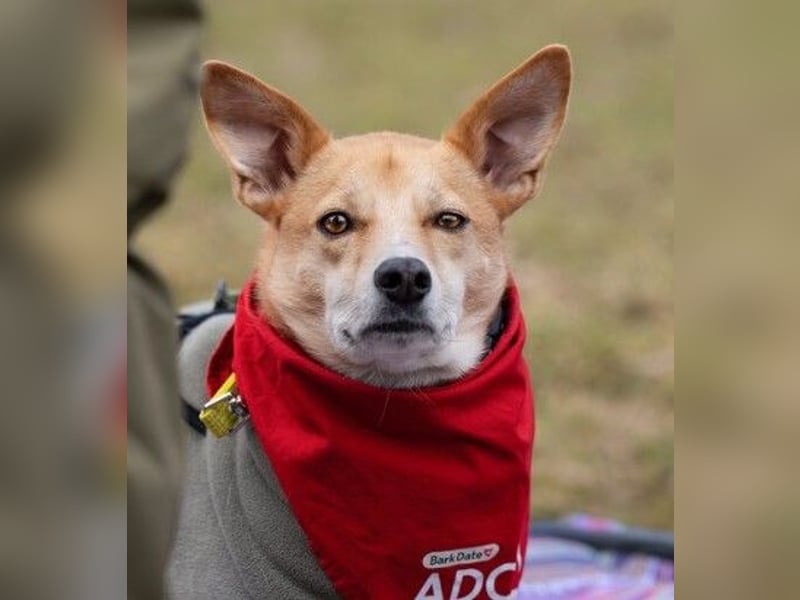 AURELL - fröhlicher Begleiter mit großem Herz