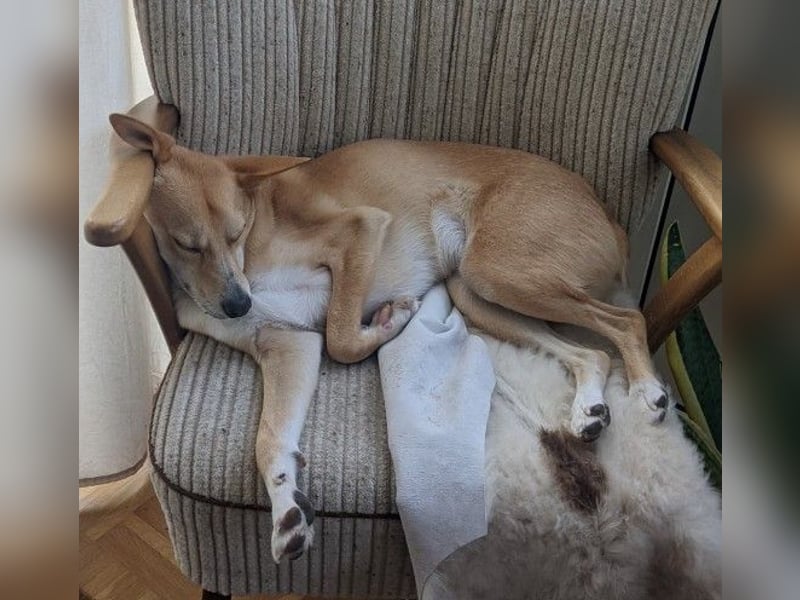Aurell – Kuscheln, Lebensfreude und ganz viel Liebe