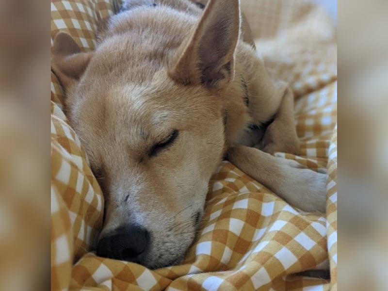 AURELL - fröhlicher Begleiter mit großem Herz