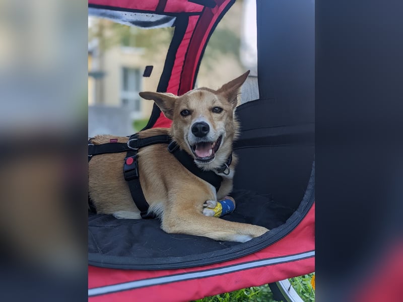 AURELL - fröhlicher Begleiter mit großem Herz