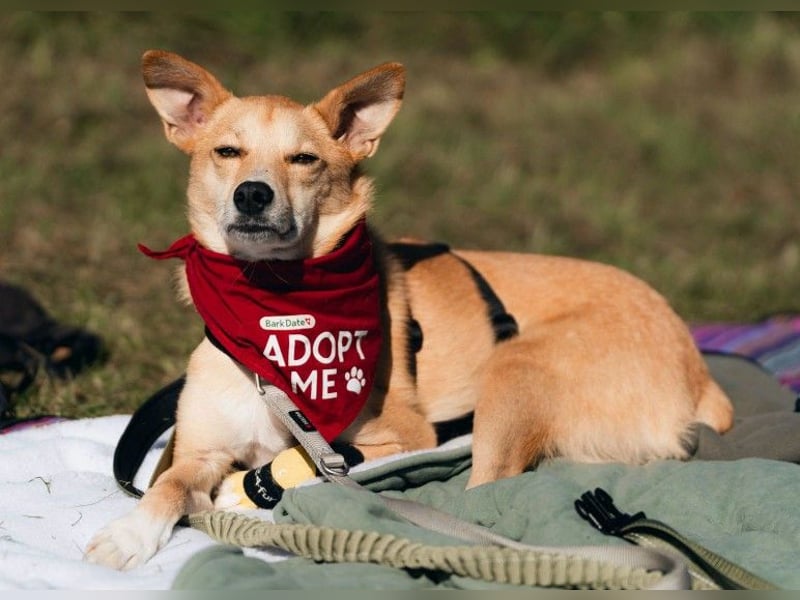 AURELL - fröhlicher Begleiter mit großem Herz