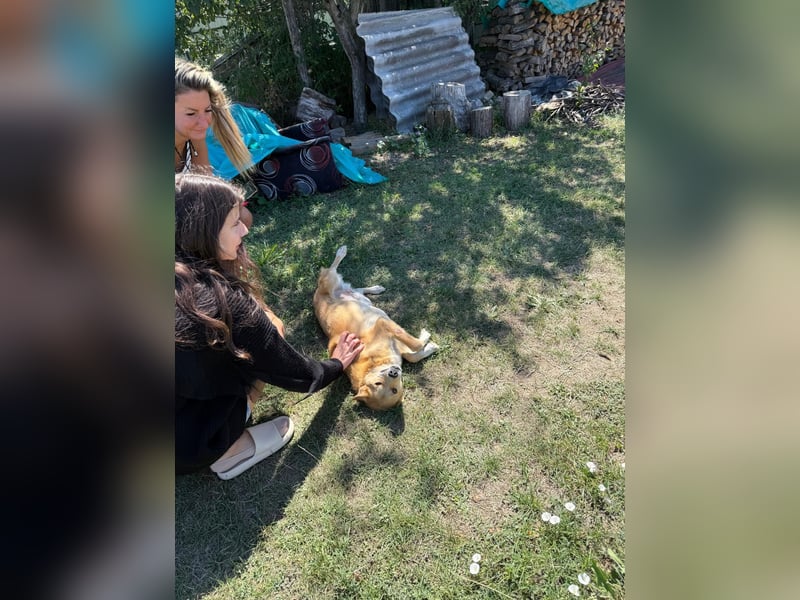 AURELL - fröhlicher Begleiter mit großem Herz