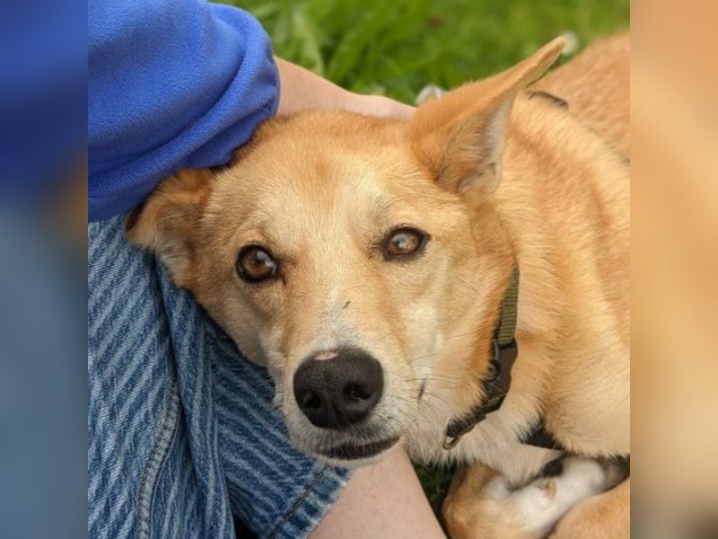 AURELL - fröhlicher Begleiter mit großem Herz