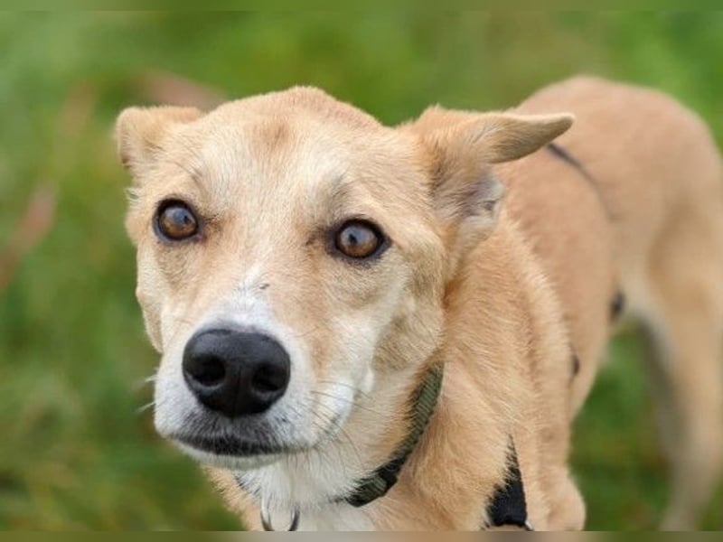 AURELL - fröhlicher Begleiter mit großem Herz