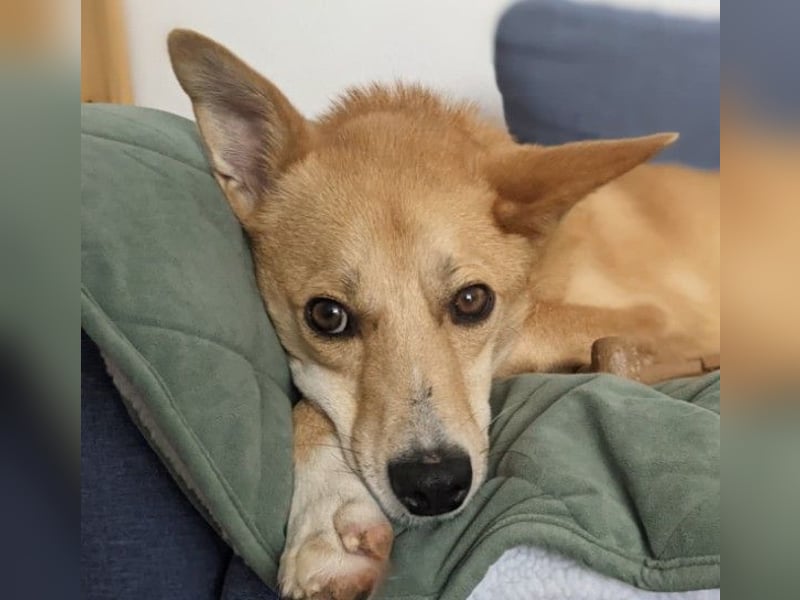 AURELL - fröhlicher Begleiter mit großem Herz