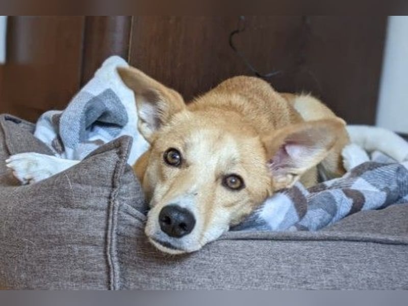 AURELL - fröhlicher Begleiter mit großem Herz