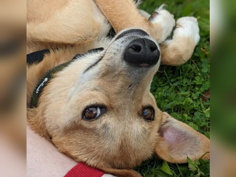 AURELL - fröhlicher Begleiter mit großem Herz