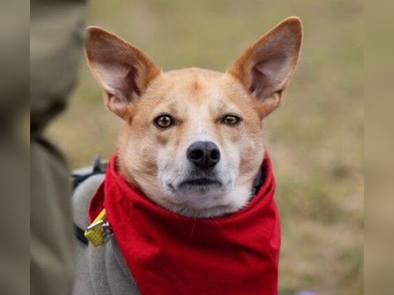 AURELL - fröhlicher Begleiter mit großem Herz