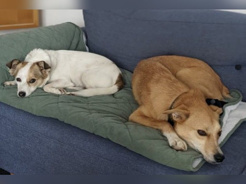 AURELL - fröhlicher Begleiter mit großem Herz