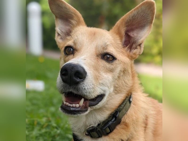 AURELL - fröhlicher Begleiter mit großem Herz