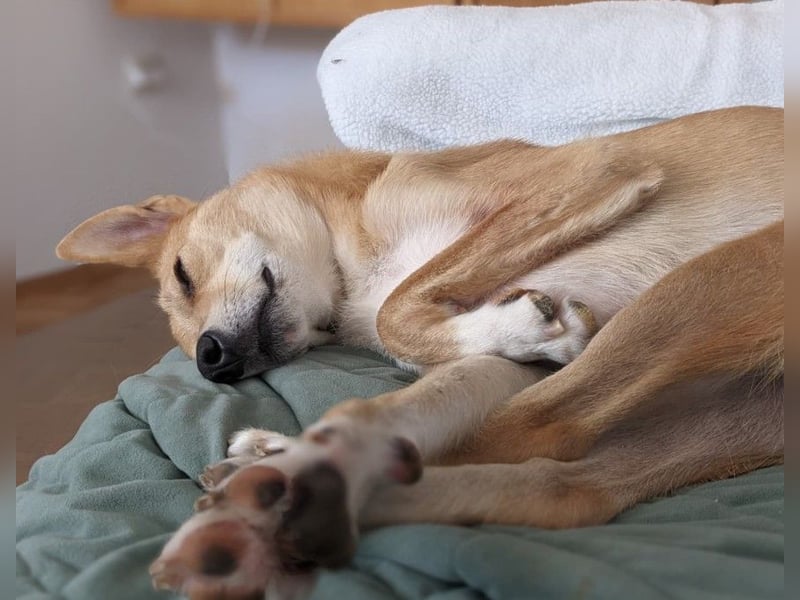 Aurell – Kuscheln, Lebensfreude und ganz viel Liebe