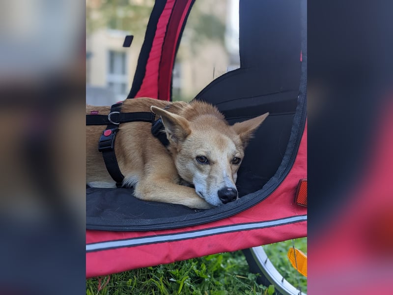 AURELL - fröhlicher Begleiter mit großem Herz