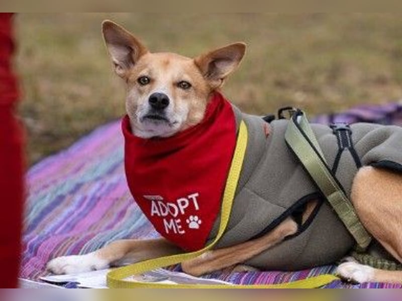 AURELL - fröhlicher Begleiter mit großem Herz