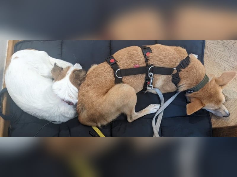 AURELL - fröhlicher Begleiter mit großem Herz