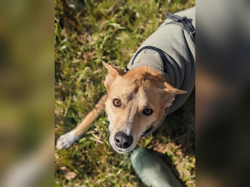 AURELL - fröhlicher Begleiter mit großem Herz