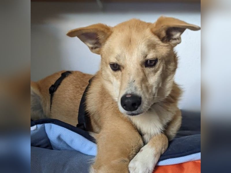 AURELL - fröhlicher Begleiter mit großem Herz