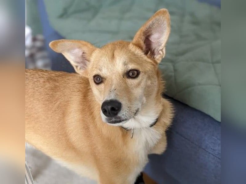 AURELL - fröhlicher Begleiter mit großem Herz