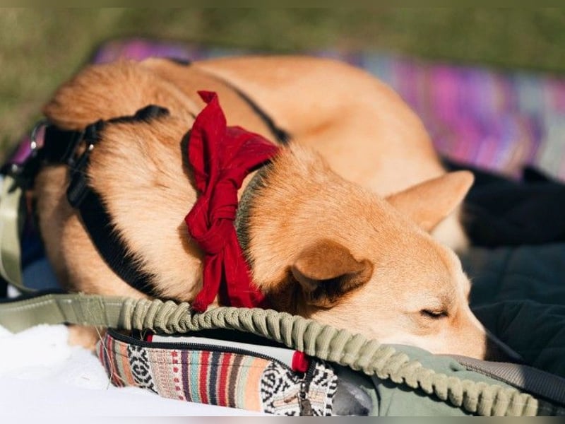 AURELL - fröhlicher Begleiter mit großem Herz