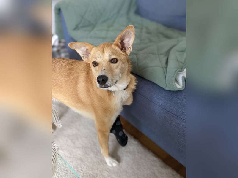 AURELL - fröhlicher Begleiter mit großem Herz