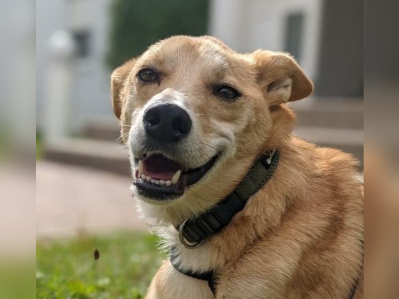 AURELL - fröhlicher Begleiter mit großem Herz