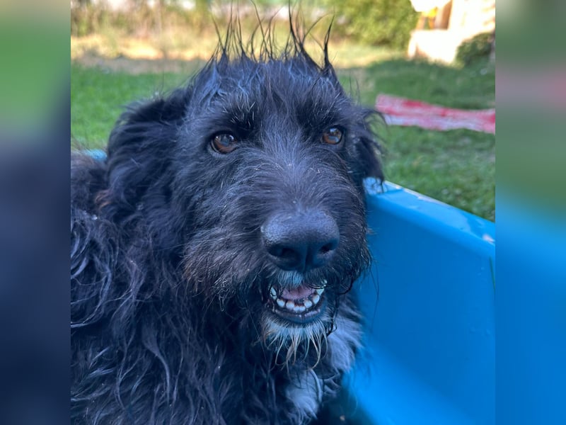 Toffee - ein echtes Wuschel, vielleicht noch etwas schüchtern, aber mit Riesenherz