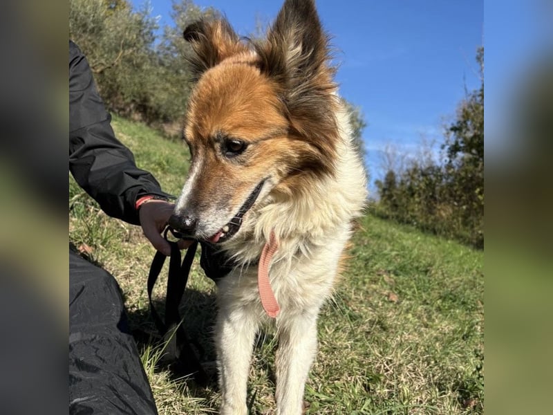 Leon - wunderbarer älterer Bub möchte dringend in sein eigenes Zuhause