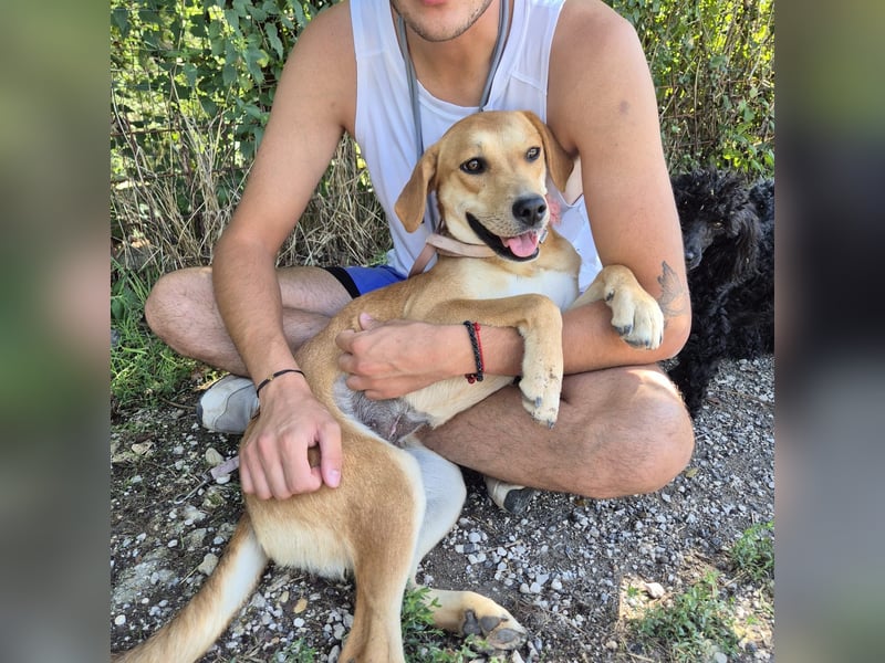 Ohana - freundliche, kinderliebe, junge Hündin Ohana - freundliche, kinderliebe, junge Hündin