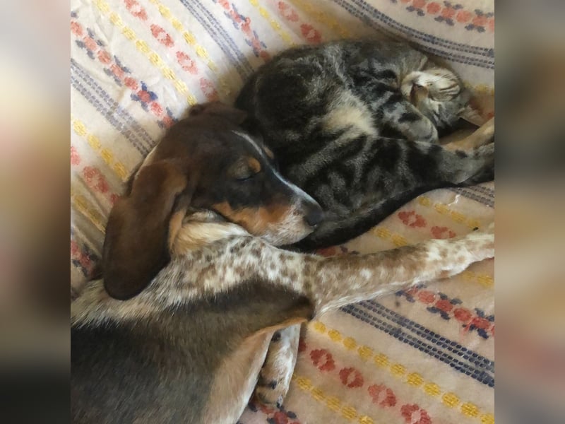 Gioia - verspielt, neugierig, sozial und voller Lebensfreude – das ist Gioia!