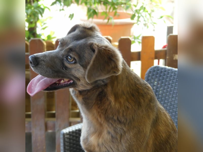 Alba -  neugieriges und fröhliches, m ein wenig schüchternes Hundemädchen träumt von eigener Familie