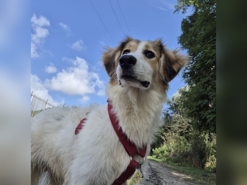 Pesca - junge wunderschöne Hündin