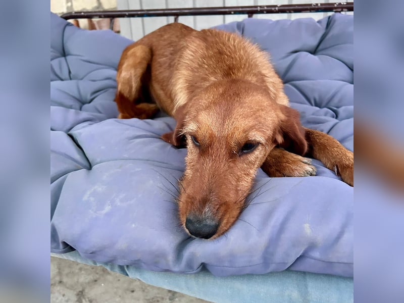 Choco - HAT INTERESSENTEN