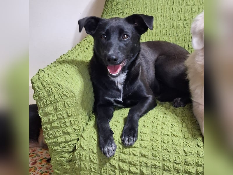 Cinzia - stubenrein, spricht fließend hund,  tunesisch, italienisch und bald deutsch?