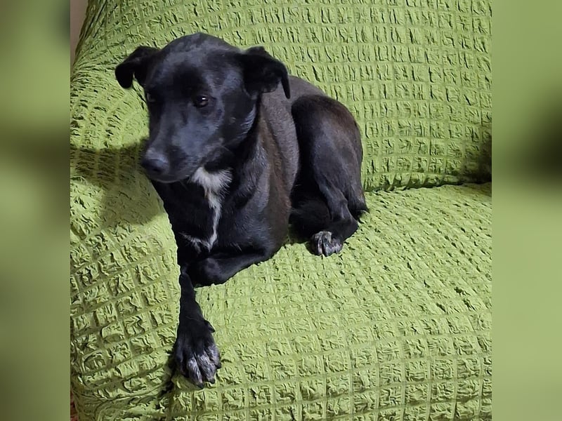 Cinzia - stubenrein, spricht fließend hund,  tunesisch, italienisch und bald deutsch?