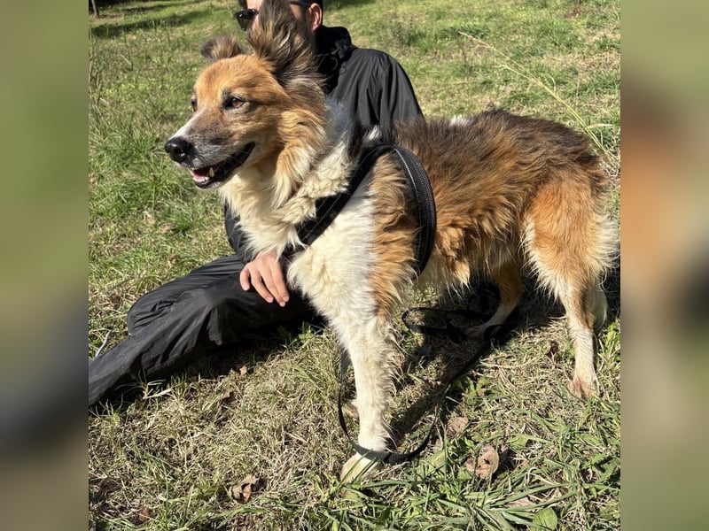 Leon - wunderbarer älterer Bub möchte dringend in sein eigenes Zuhause