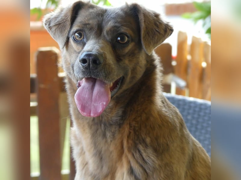 Alba -  neugieriges und fröhliches, m ein wenig schüchternes Hundemädchen träumt von eigener Familie