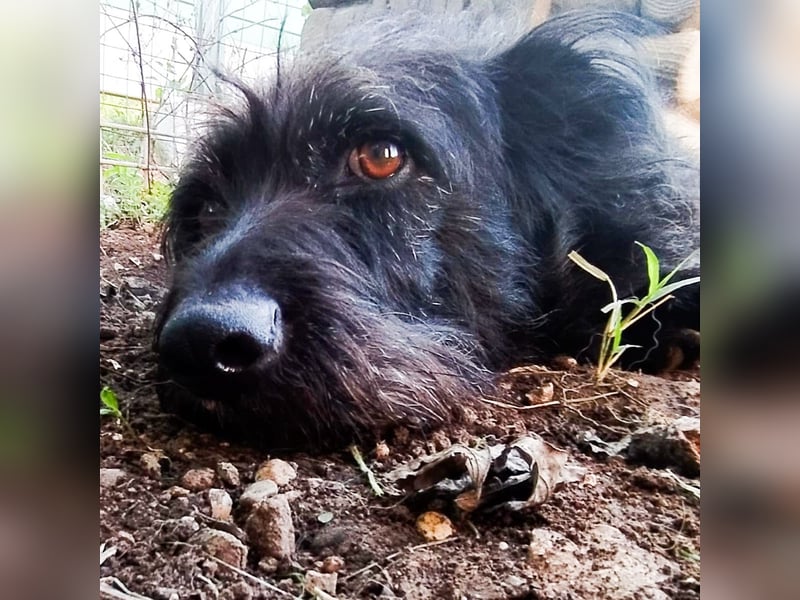 Toffee - ein echtes Wuschel, vielleicht noch etwas schüchtern, aber mit Riesenherz
