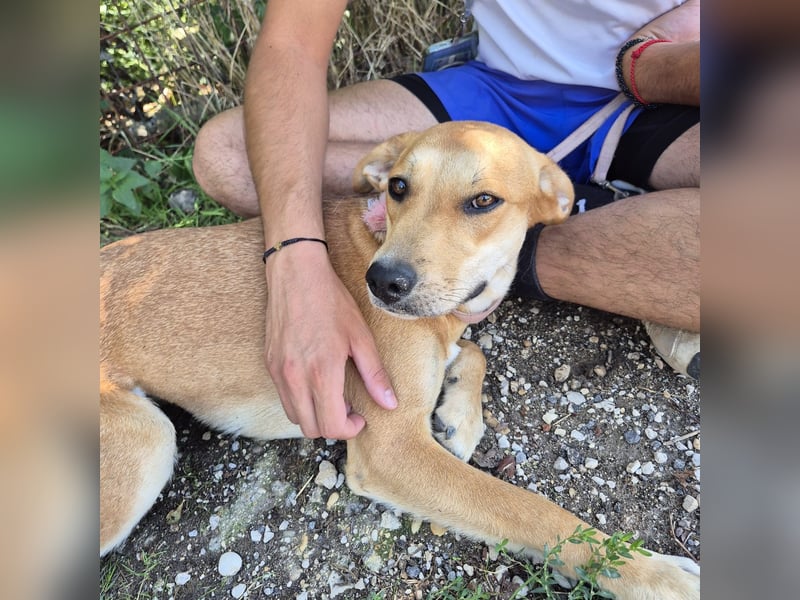 Ohana - freundliche, kinderliebe, junge Hündin Ohana - freundliche, kinderliebe, junge Hündin