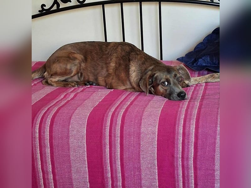 Alba -  neugieriges und fröhliches, m ein wenig schüchternes Hundemädchen träumt von eigener Familie