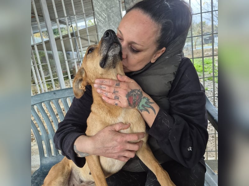 Estella - sanfte Hündin, noch ein bißchen schüchtern, aber bereit für ein liebevolles Zuhause