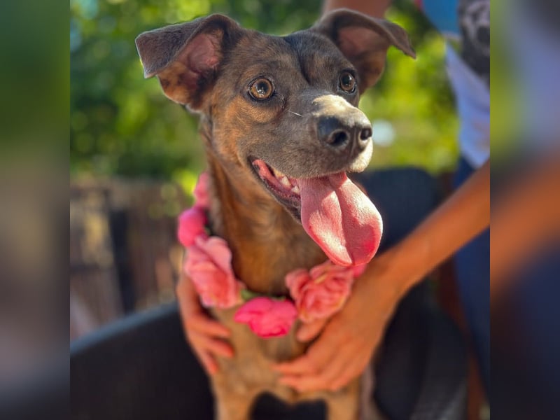 Alba -  neugieriges und fröhliches, m ein wenig schüchternes Hundemädchen träumt von eigener Familie