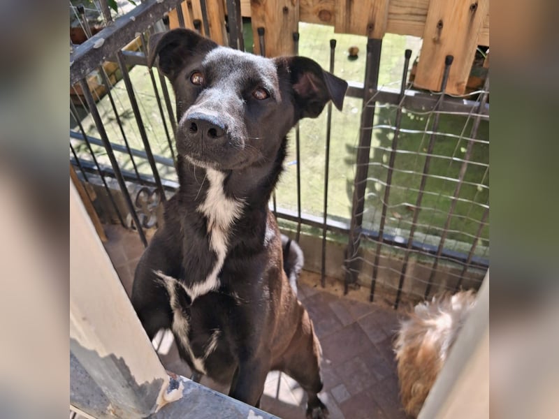 Cinzia - stubenrein, spricht fließend hund,  tunesisch, italienisch und bald deutsch?