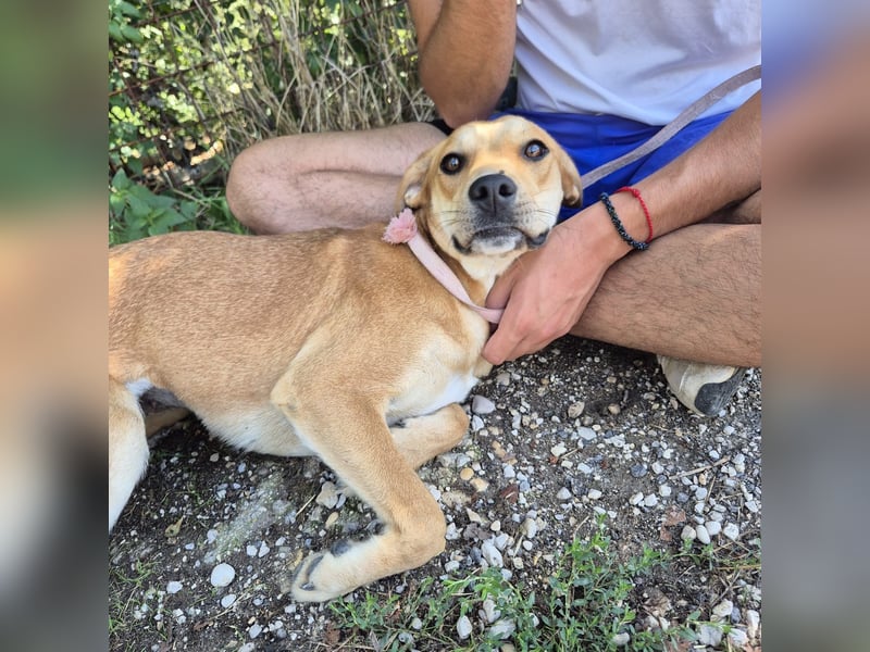 Ohana - freundliche, kinderliebe, junge Hündin Ohana - freundliche, kinderliebe, junge Hündin