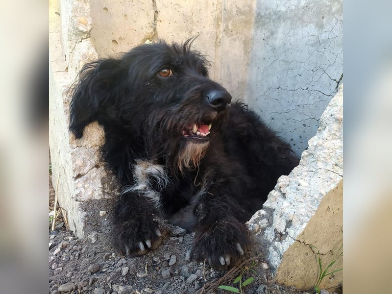 Toffee - ein echtes Wuschel, vielleicht noch etwas schüchtern, aber mit Riesenherz